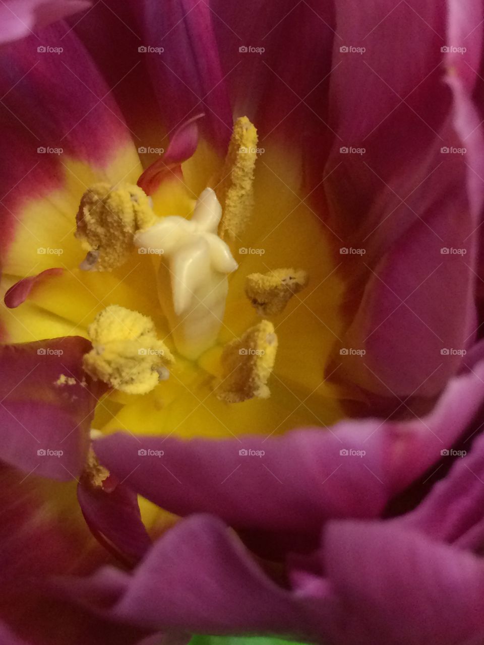 Oregon Tulip close up