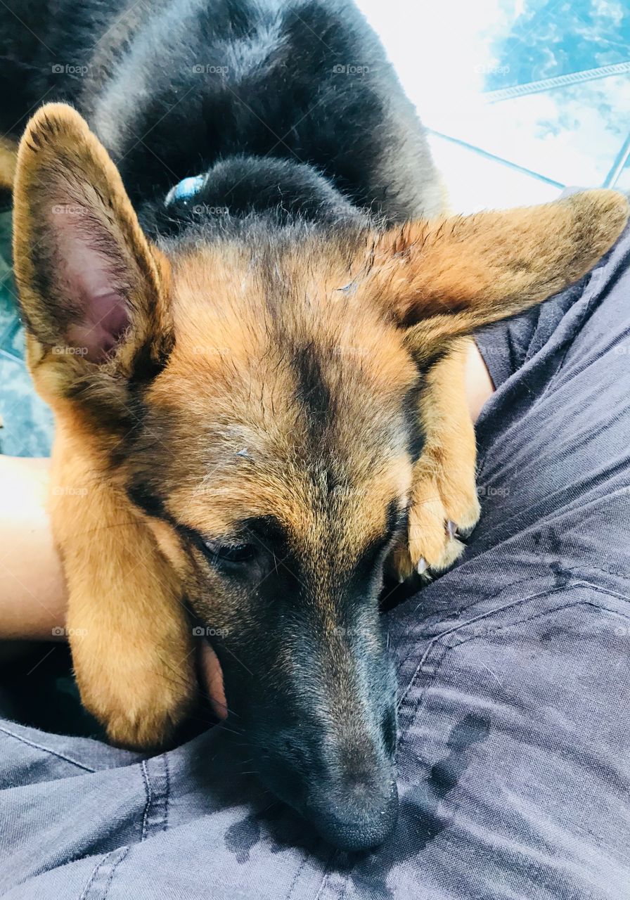 When puppy need to get closer with adorable acting.