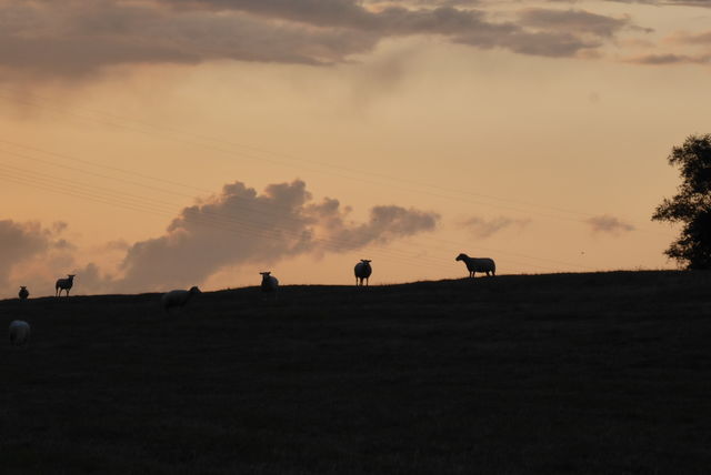 Silhouette of sheeps on the dike at sunset