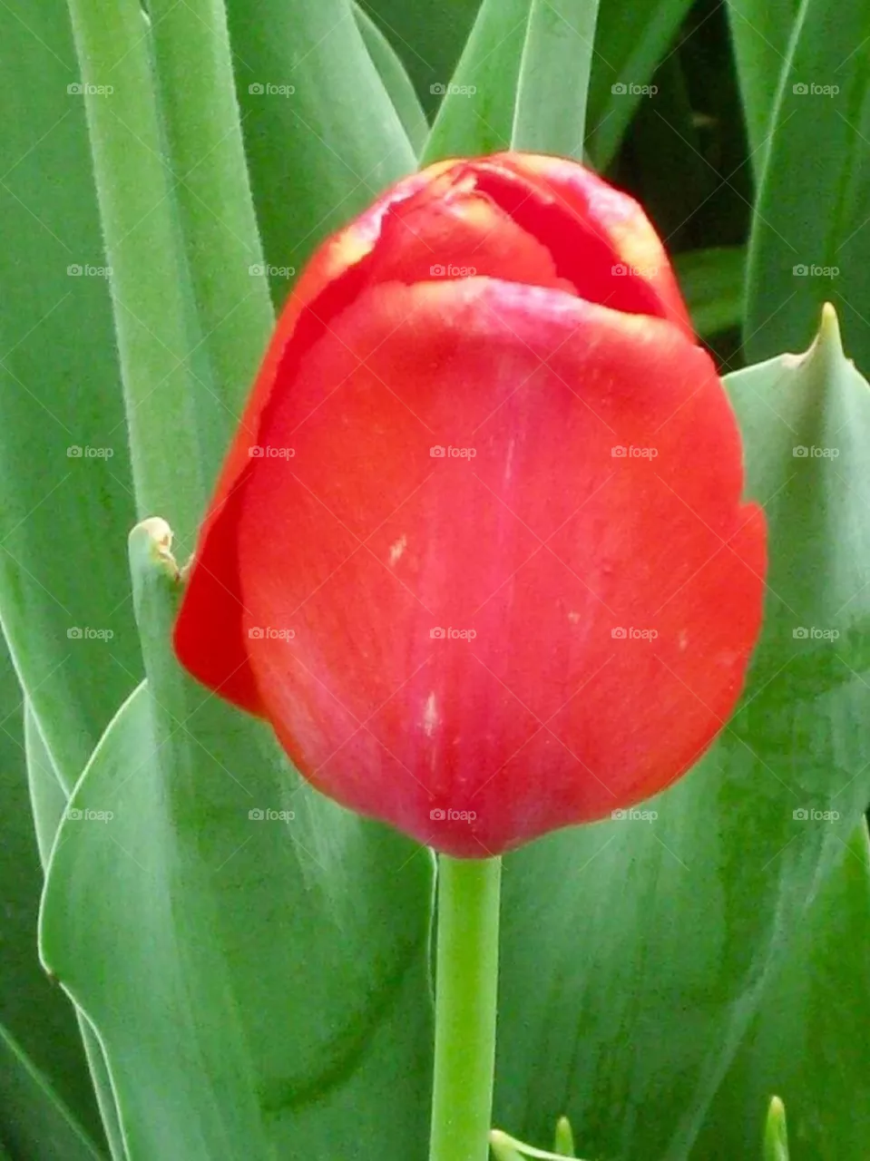 Red tulip