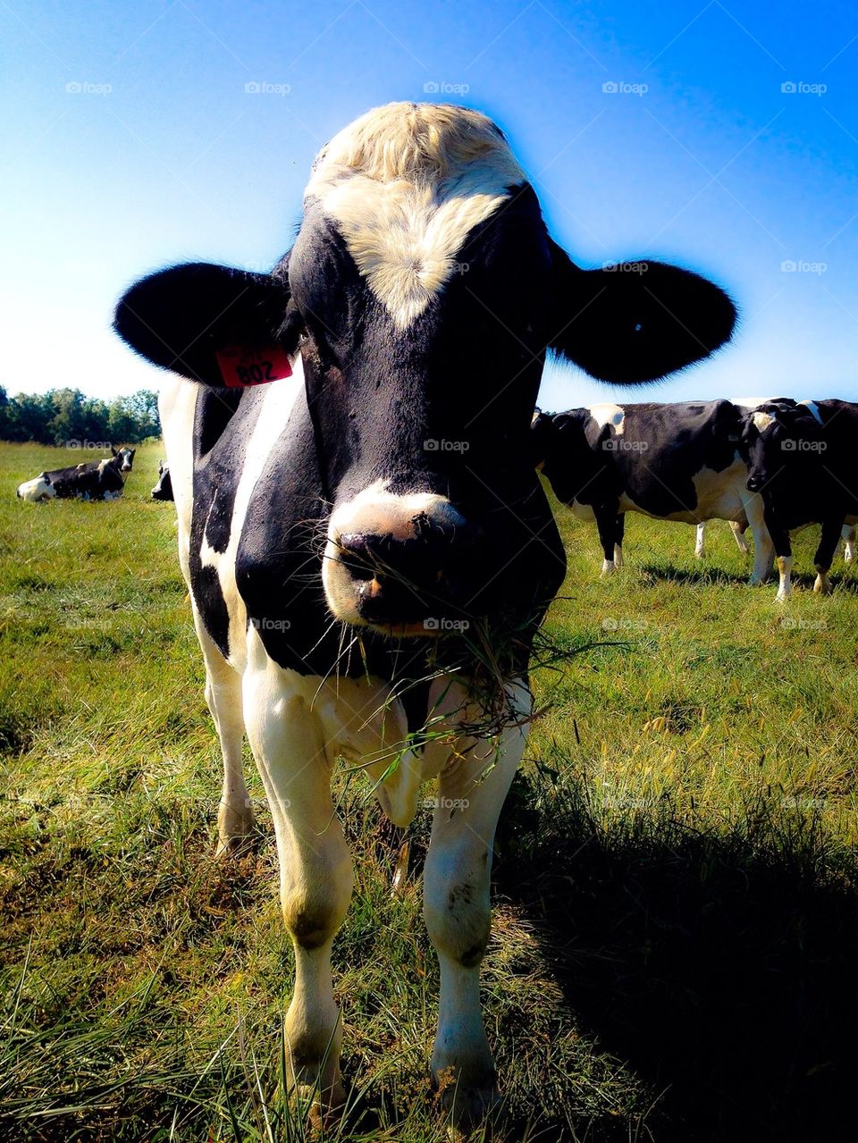 Cow in a field