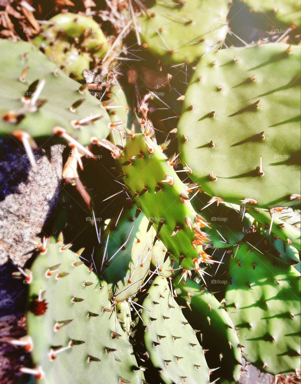 Cacti growing in rocks and dead leaves