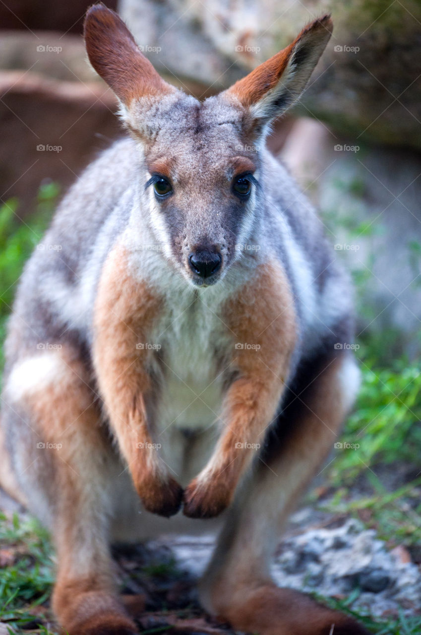 Kangaroo