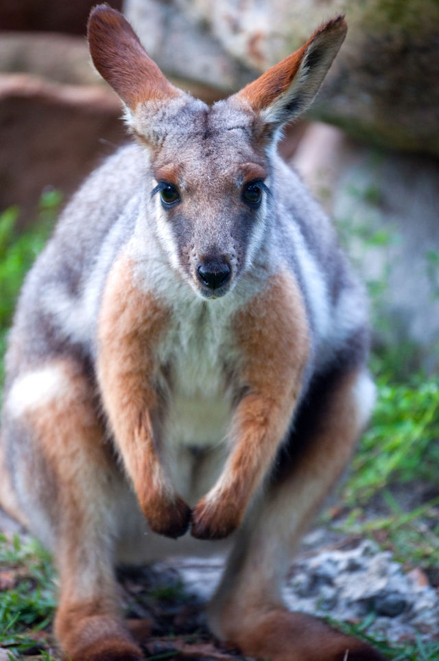 Kangaroo