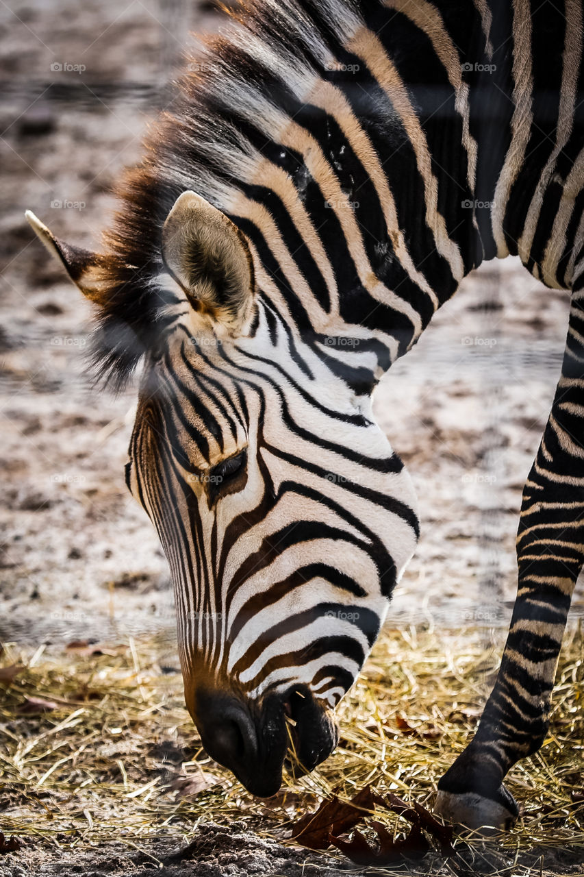 Zebra Head Shot Eating