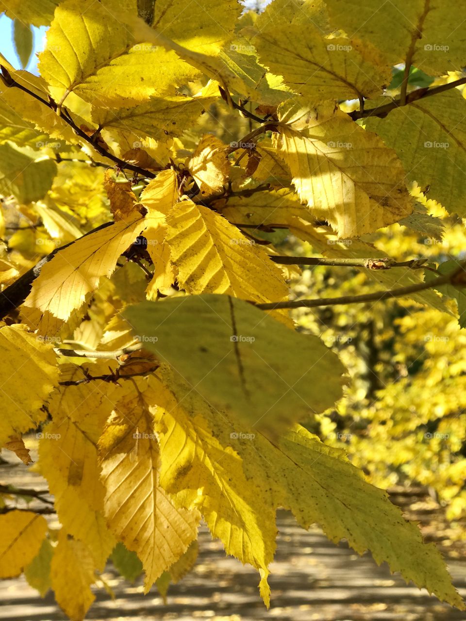 yellow autumn leaves