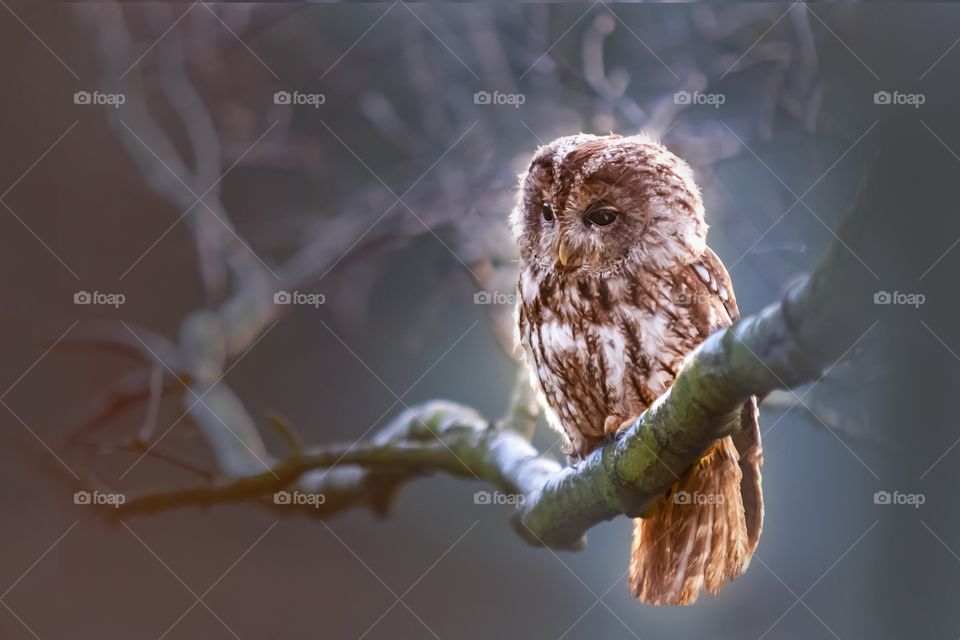 Owl bird Predator branch