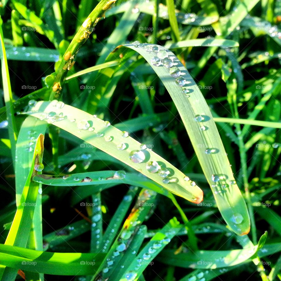 Morning dew on blades of grass