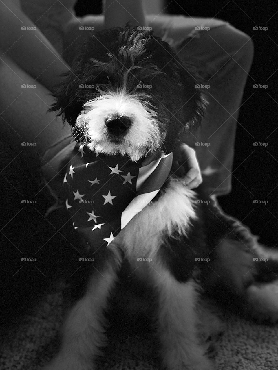 Patriotic puppy