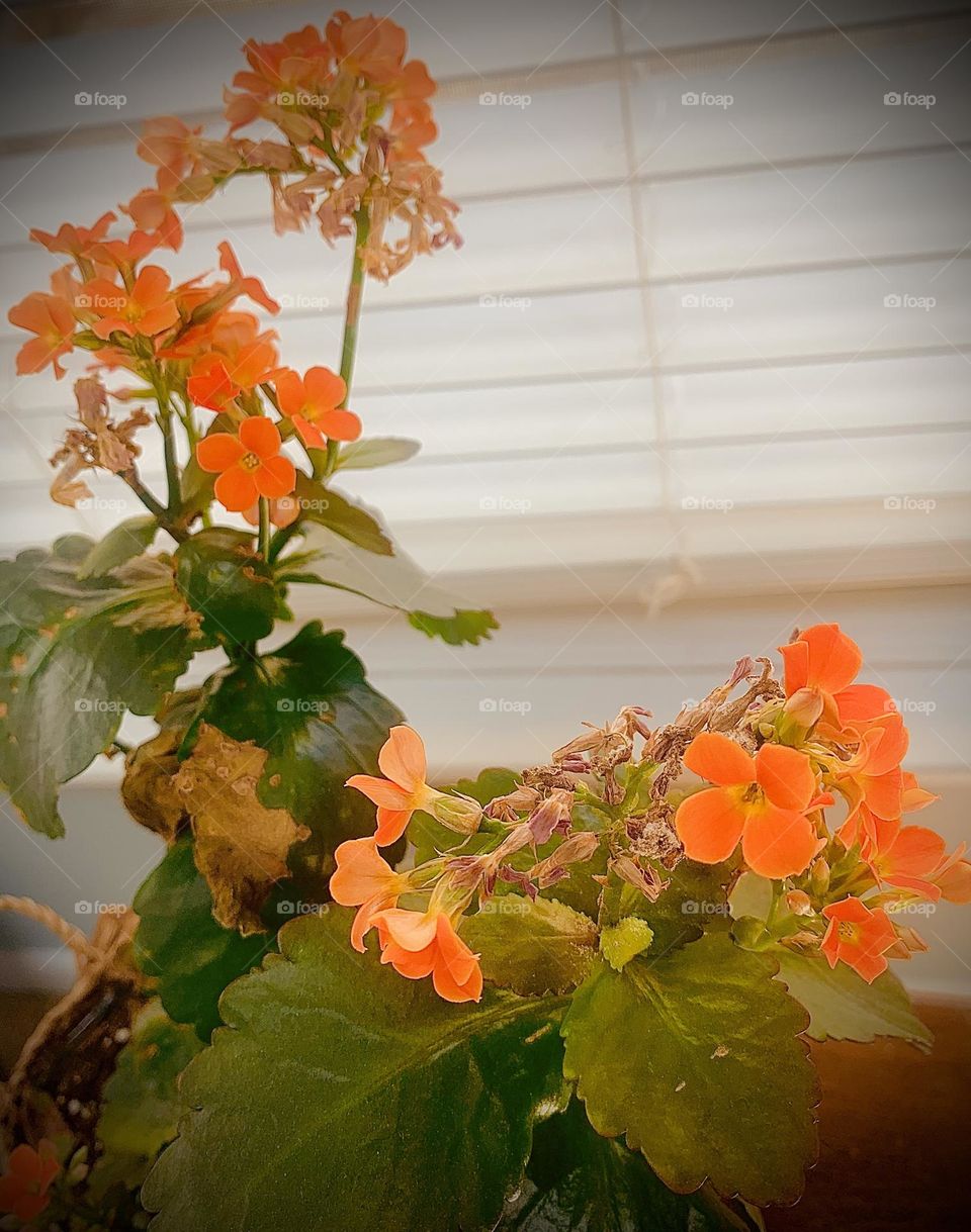 Orange flowers 