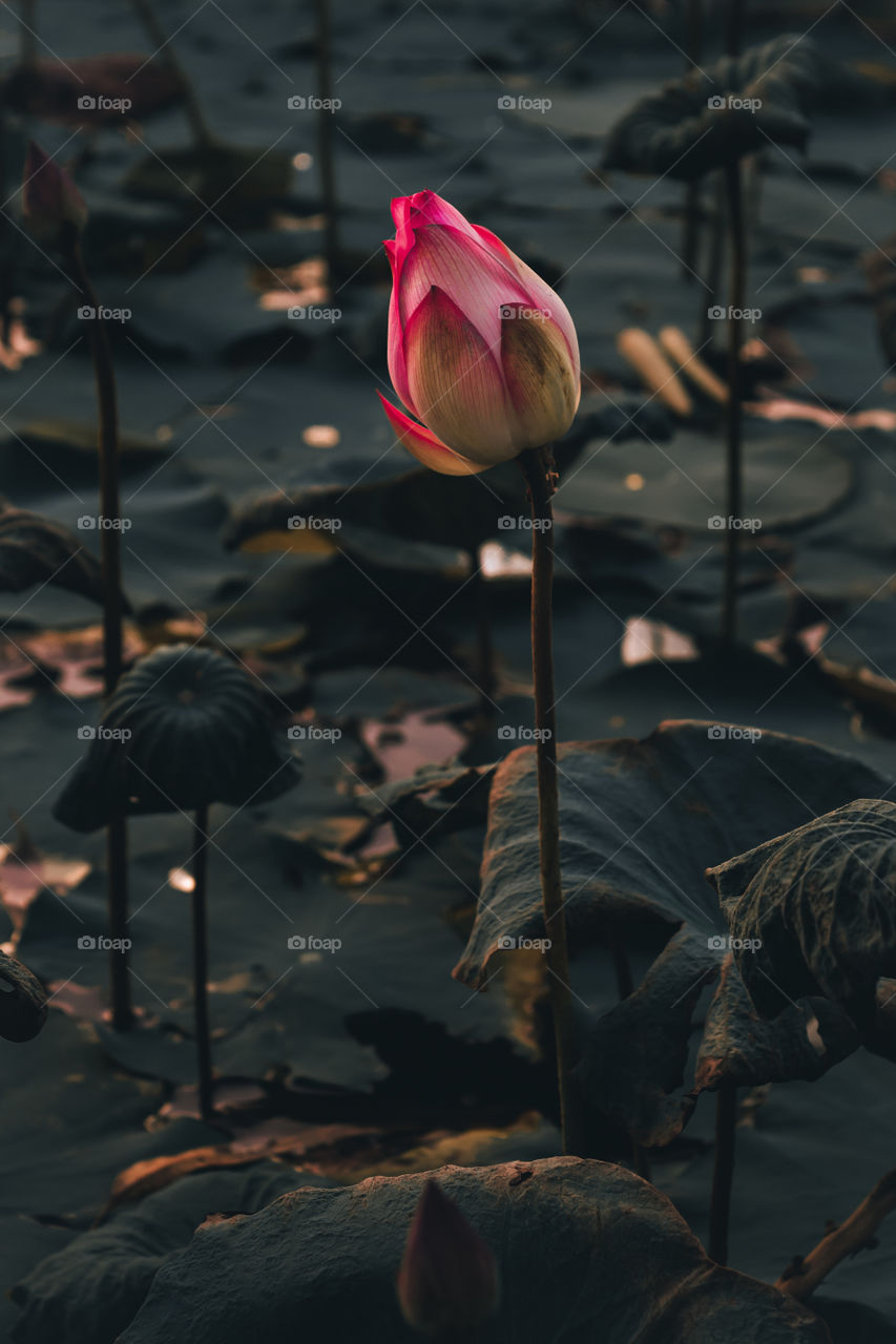pink lotus