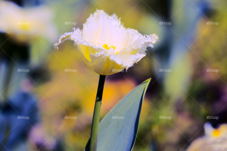 One beautiful and fringed white tulip in a field during spring