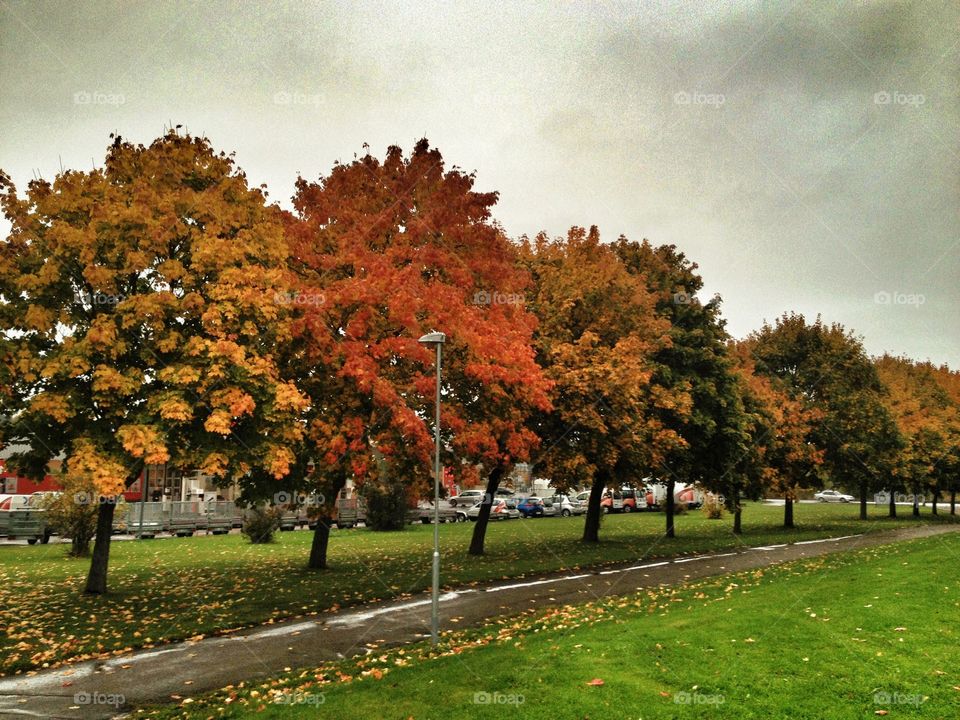 Scenic view of autumn trees in a row