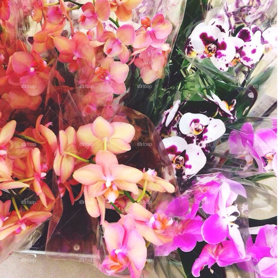 orchid Party