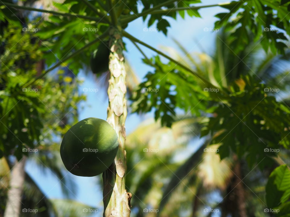 Papaya plant