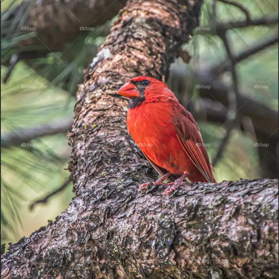 red bird