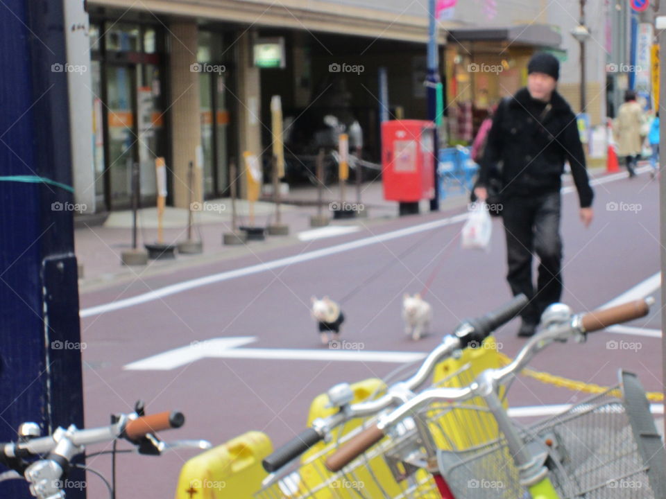 Nakameguro, Tokyo, Japan. Man walking several small dogs in street