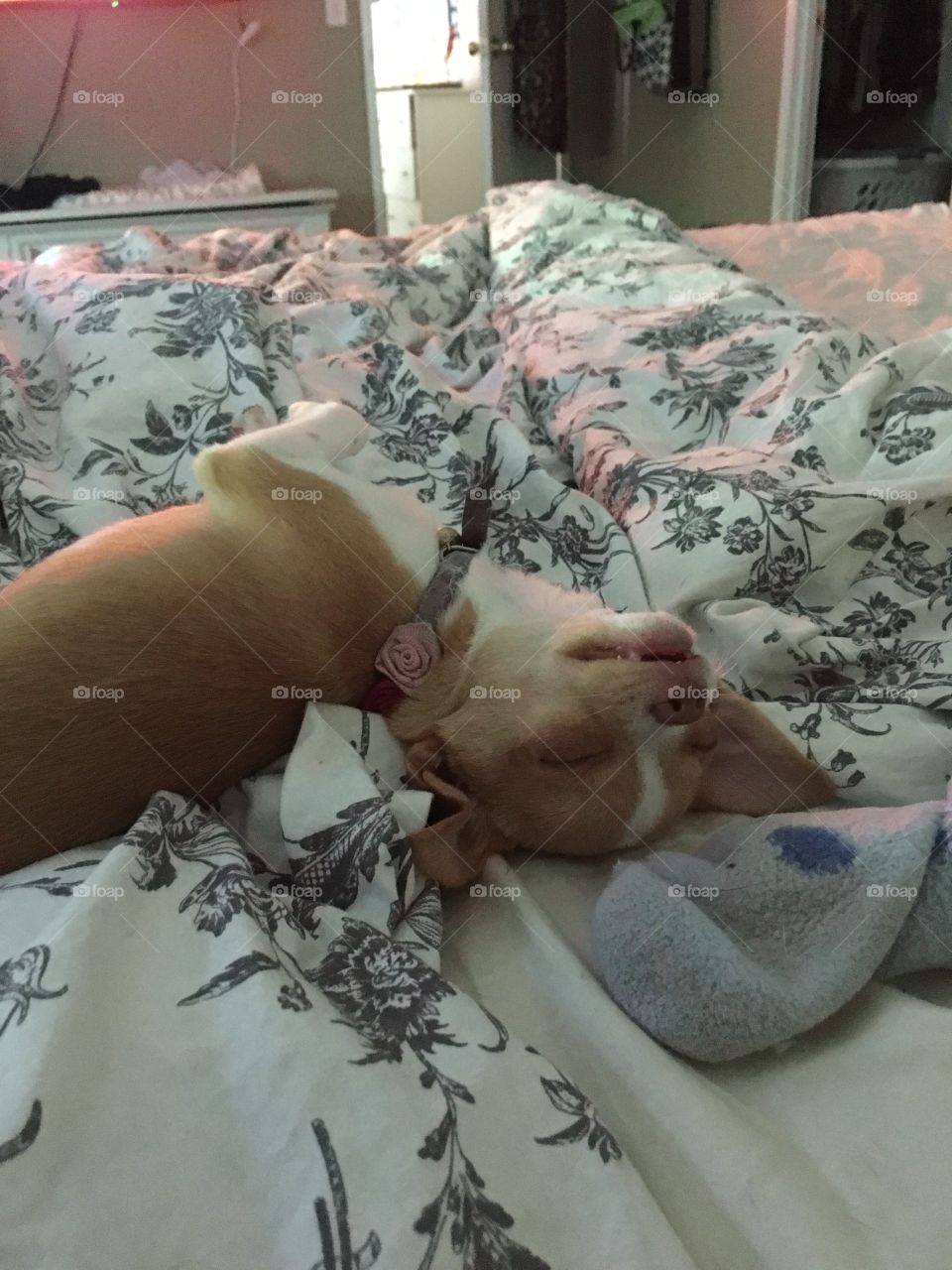Lazy chihuahua puppy sleeping