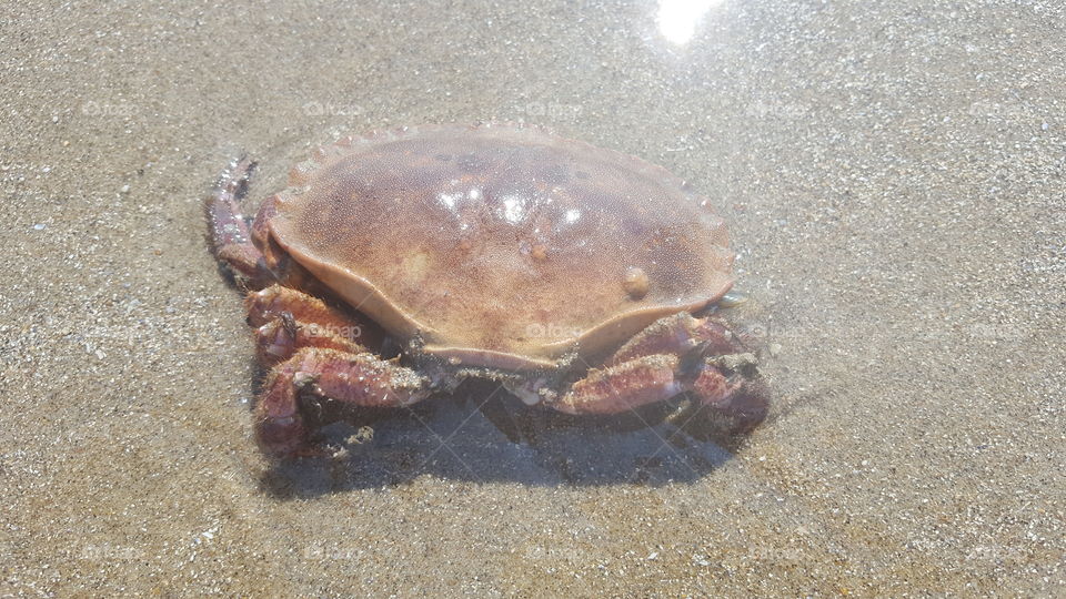 Lay down crab at the beach