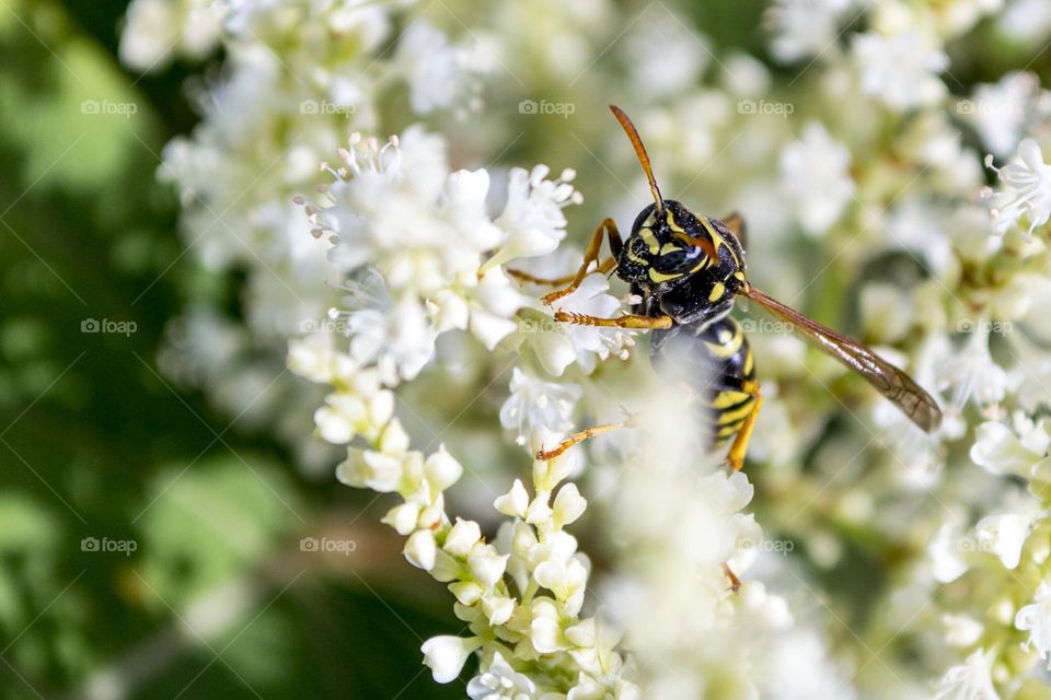 Wasp in early September