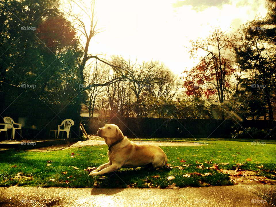 grass dog trees leaves by jmh