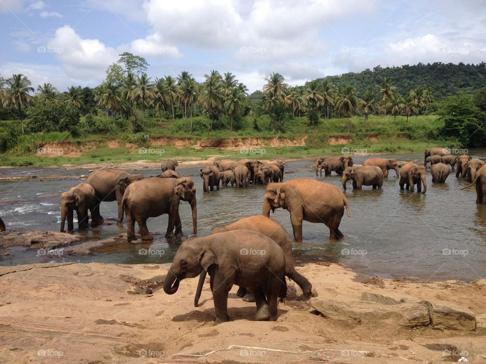 Elephant of Sri Lanka