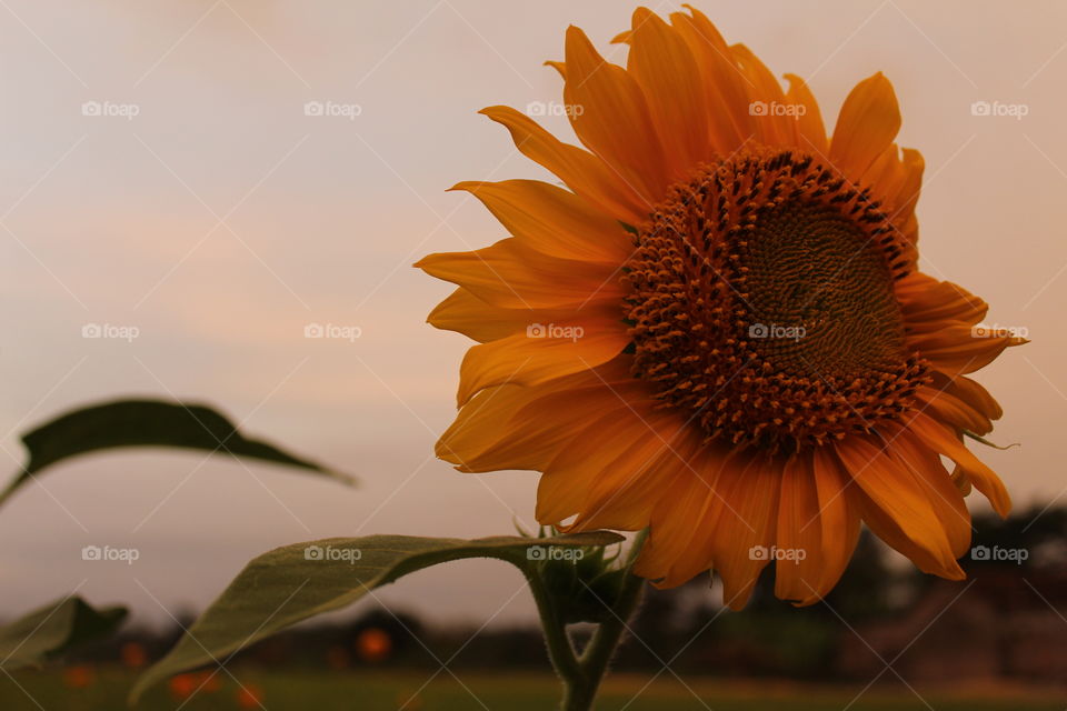 Sunflower 