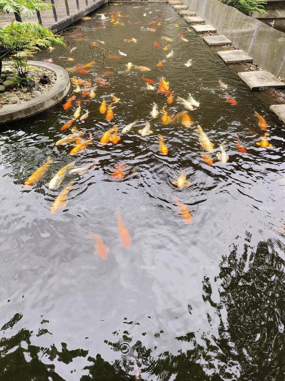 Koi in Beinan Township Native Applied Botanical Garden