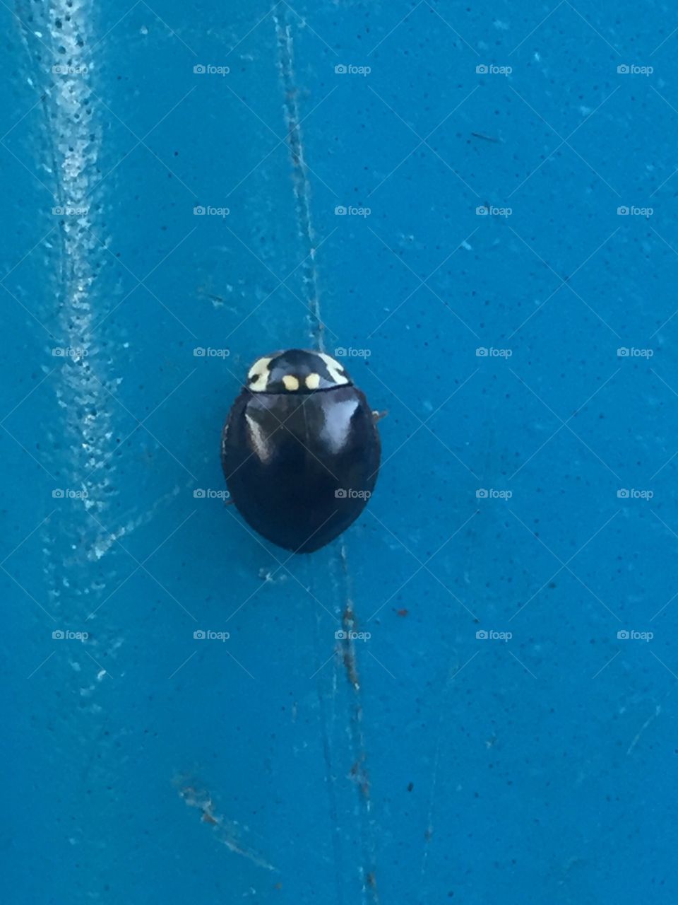 Black beetle