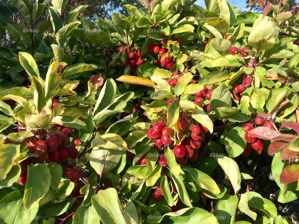 Tree Fruits