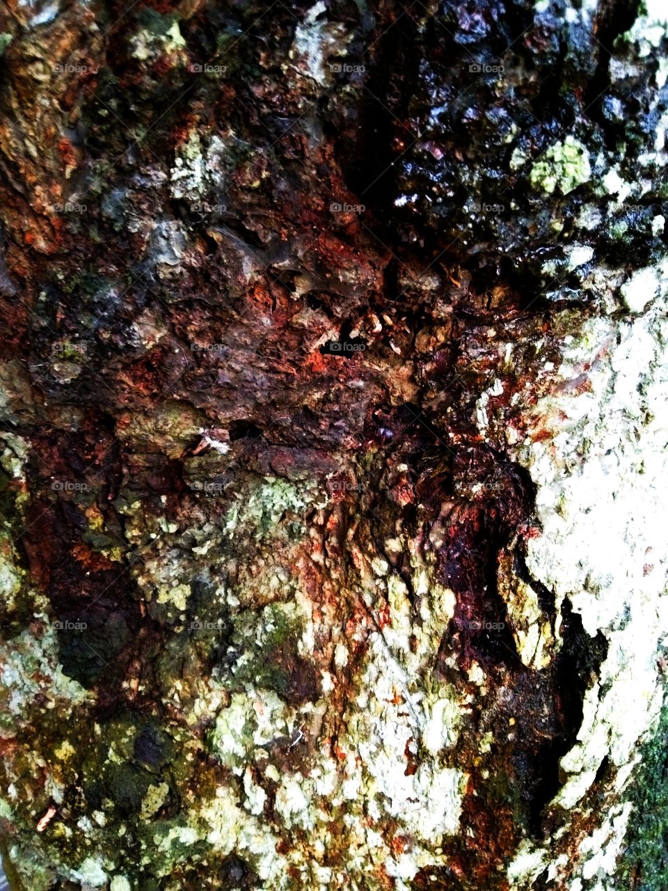 A Very Beautiful,Colourful& Designable Tree Texture.
