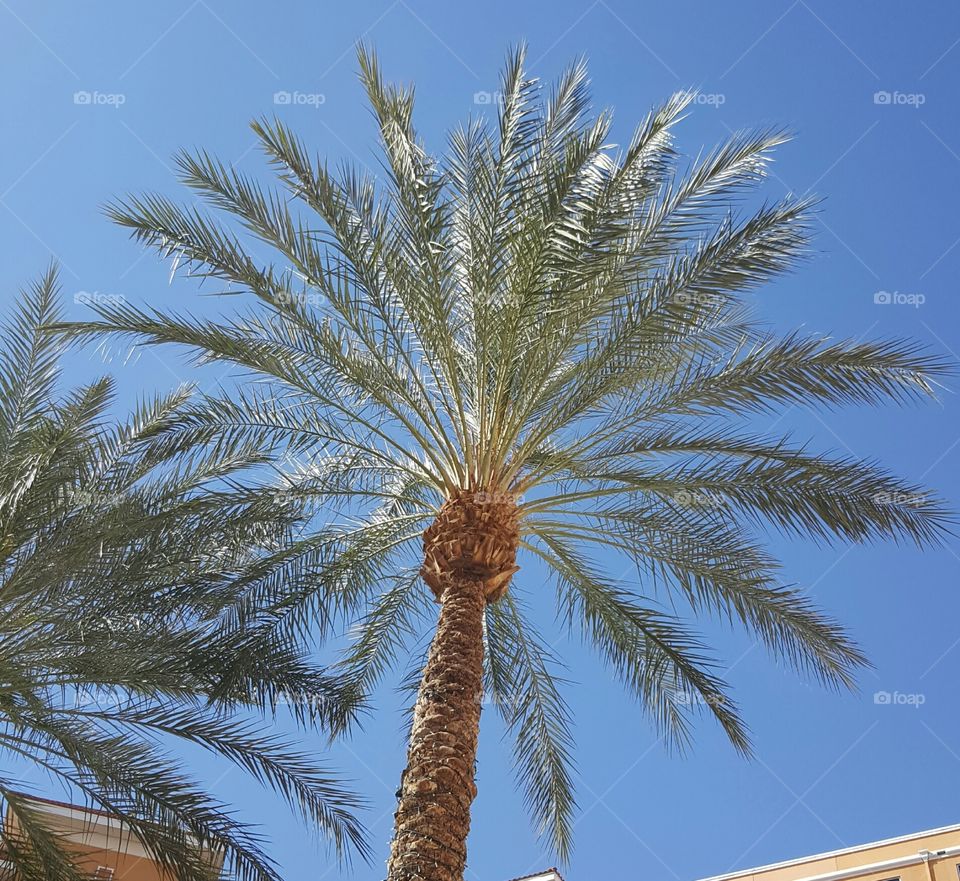 sun and palms