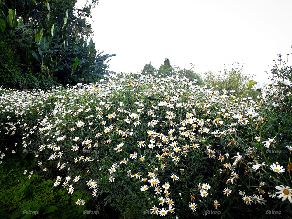 Beautiful white flowers giving a feel of snowfall in the summer!