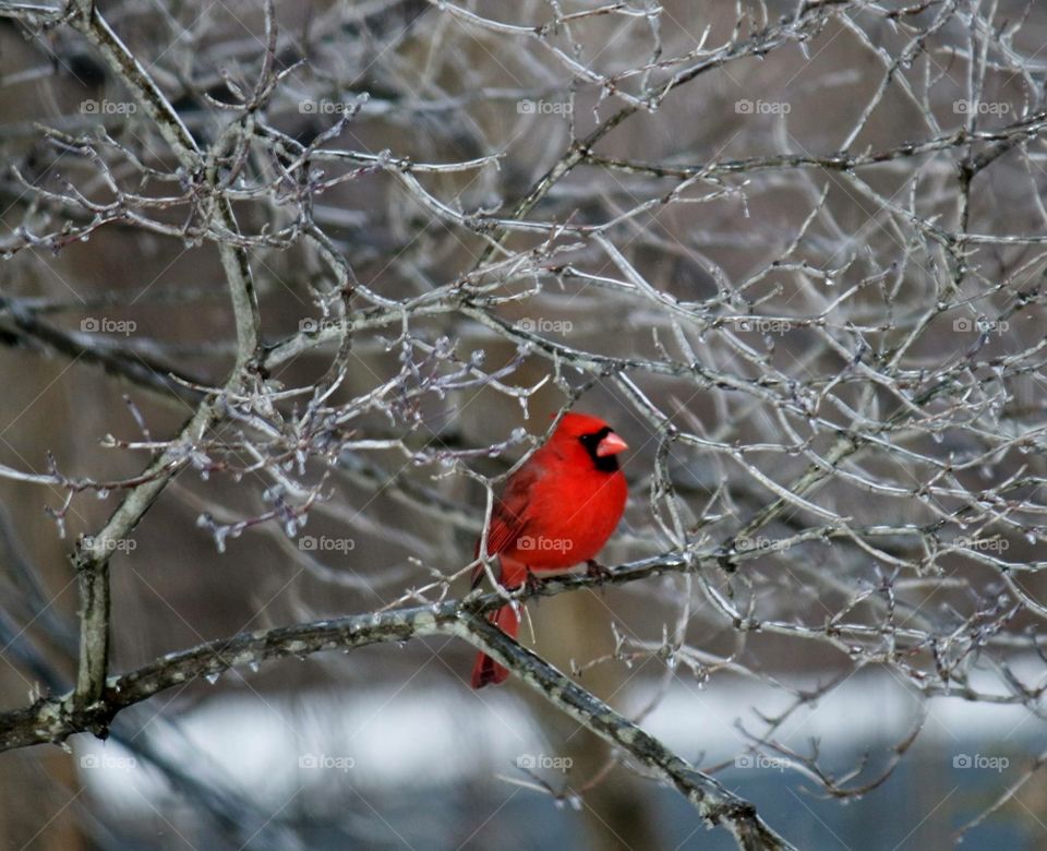 Cardinal winter