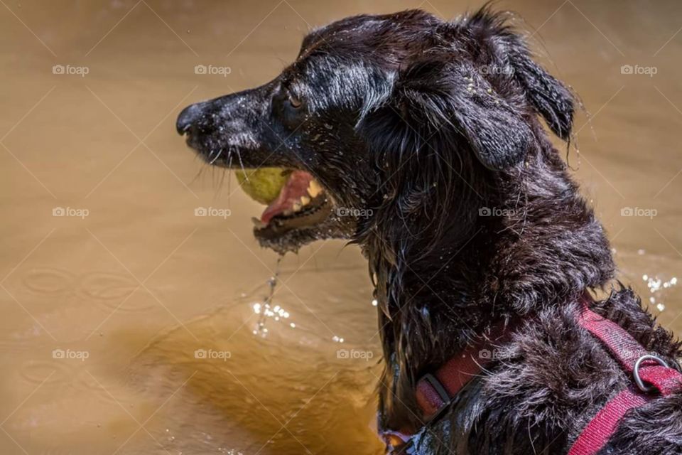 Black Mixed Breed Dog in Stream with Ball