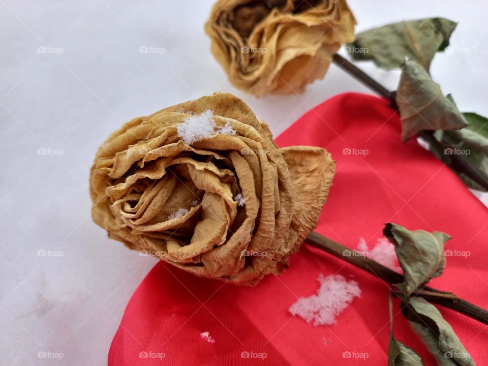 withered rose in the snow.