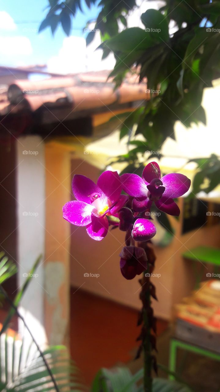 grape orchid with a spark of 🌞