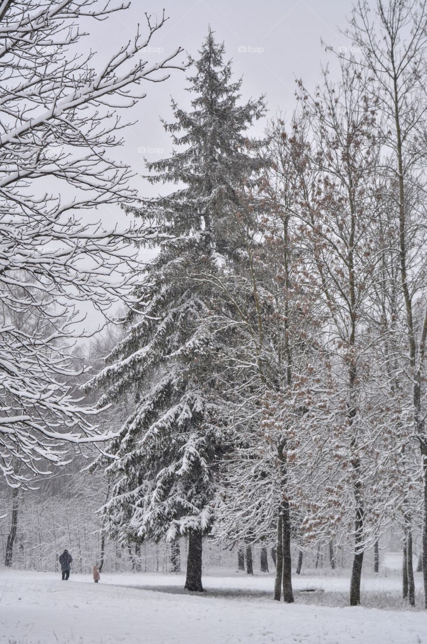 winter beautiful landscape fir tree and trees in the park and family walking