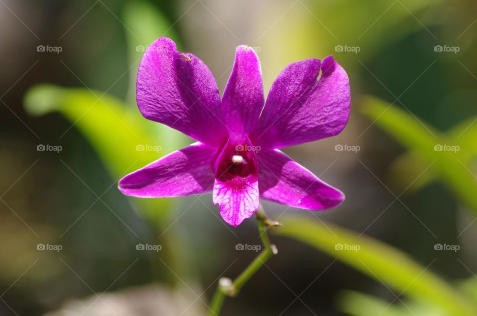 purple orchid