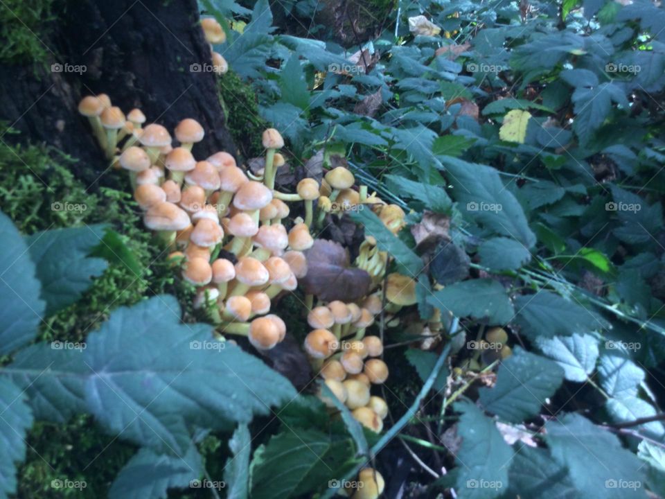 A Cluster of Little Mushrooms at the base of a tree surrounded by plants and leaves 