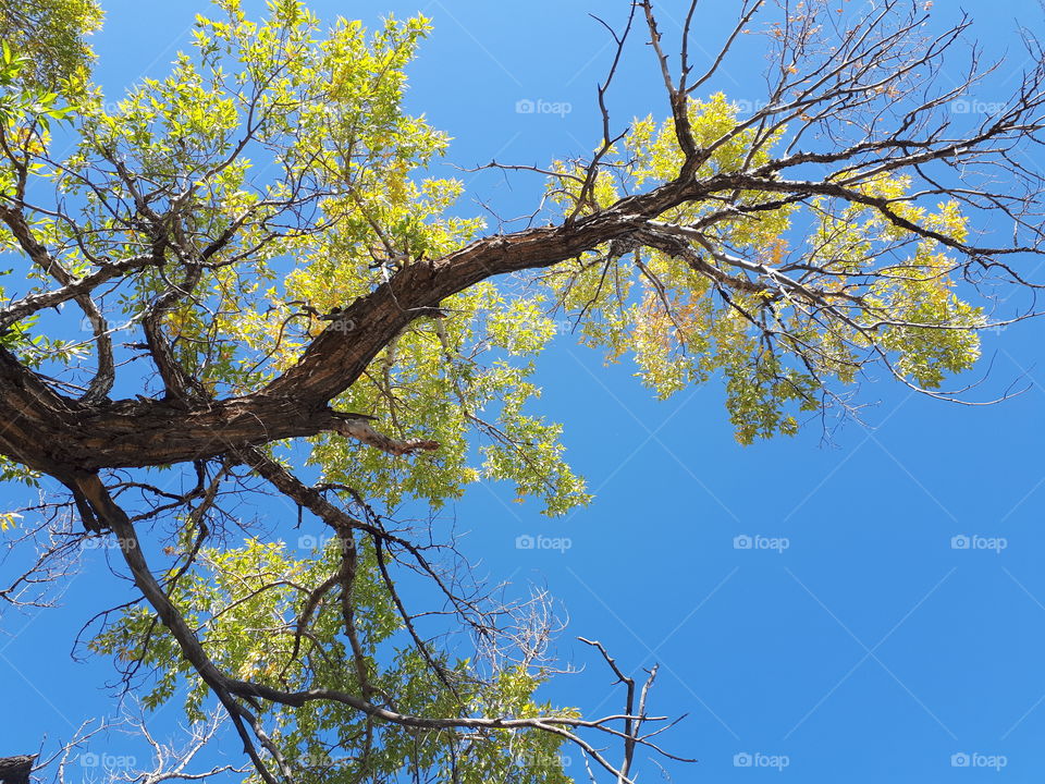 Tree full of colorful fall leaves against a bright blue sky.