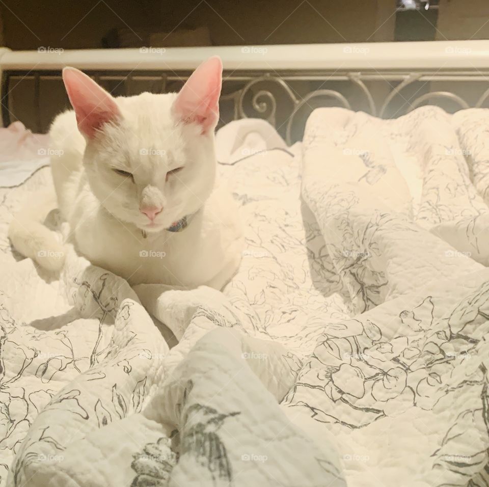 Cat, white, calm, comfort, pink, animal, sleeping, 