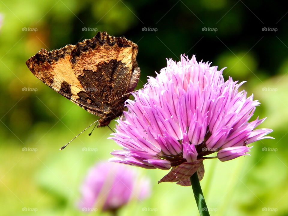 Butterfly sitting on blooming chives
