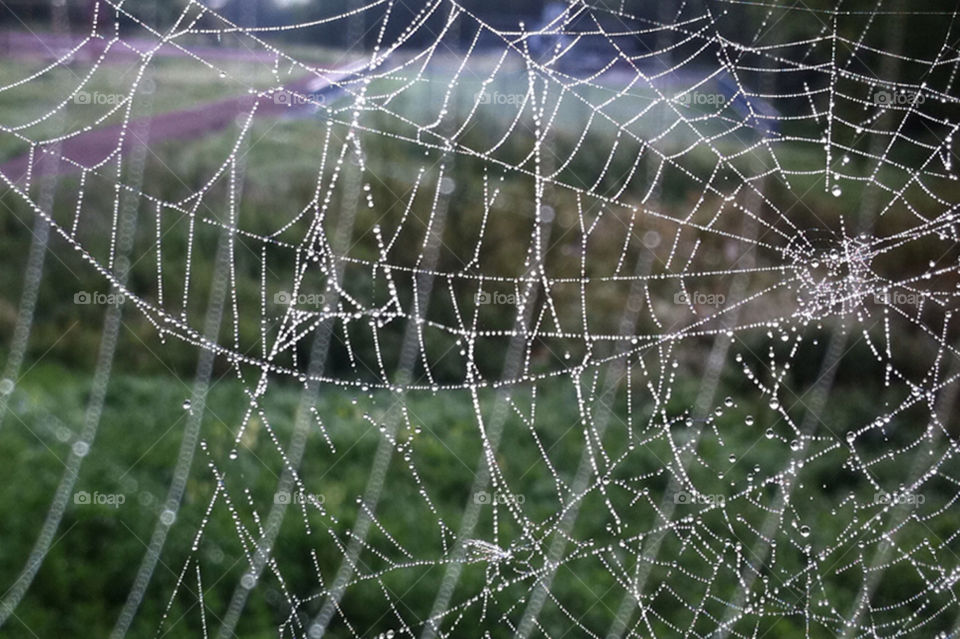 insect web spiderweb spider by robbidoh