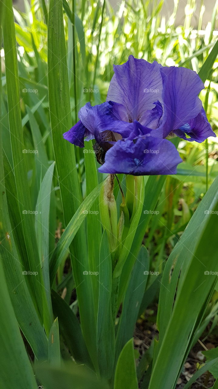deep blue iris flower