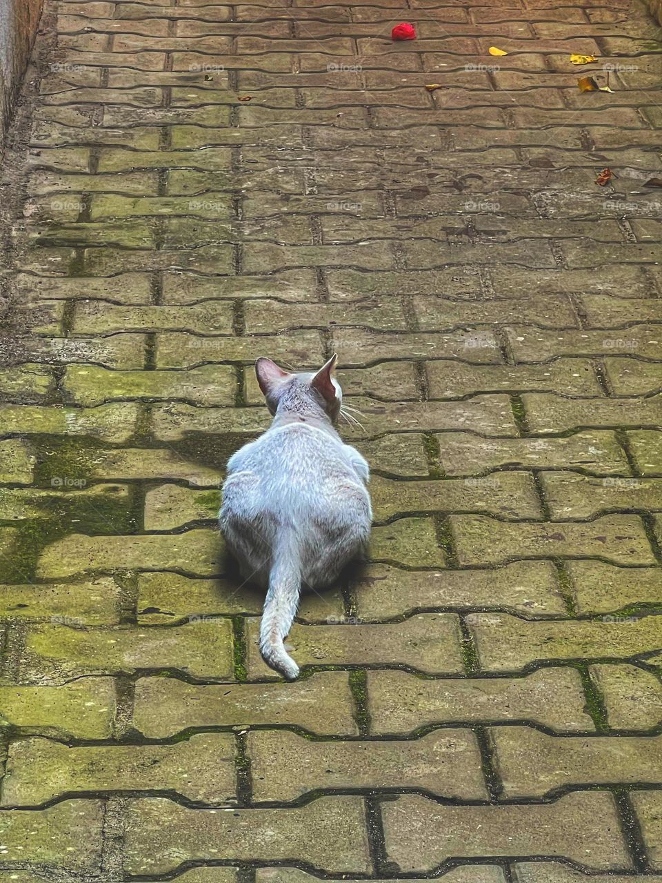 White cat in a moss covered alley