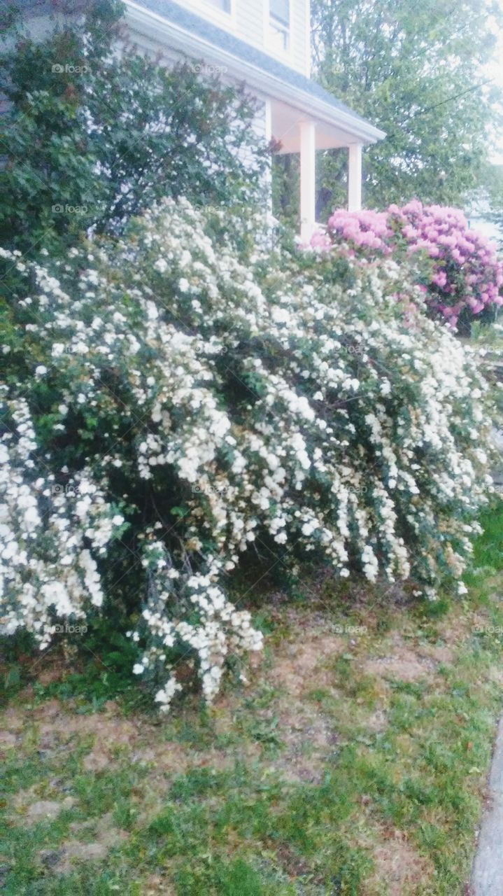 spring. flowers. beauty