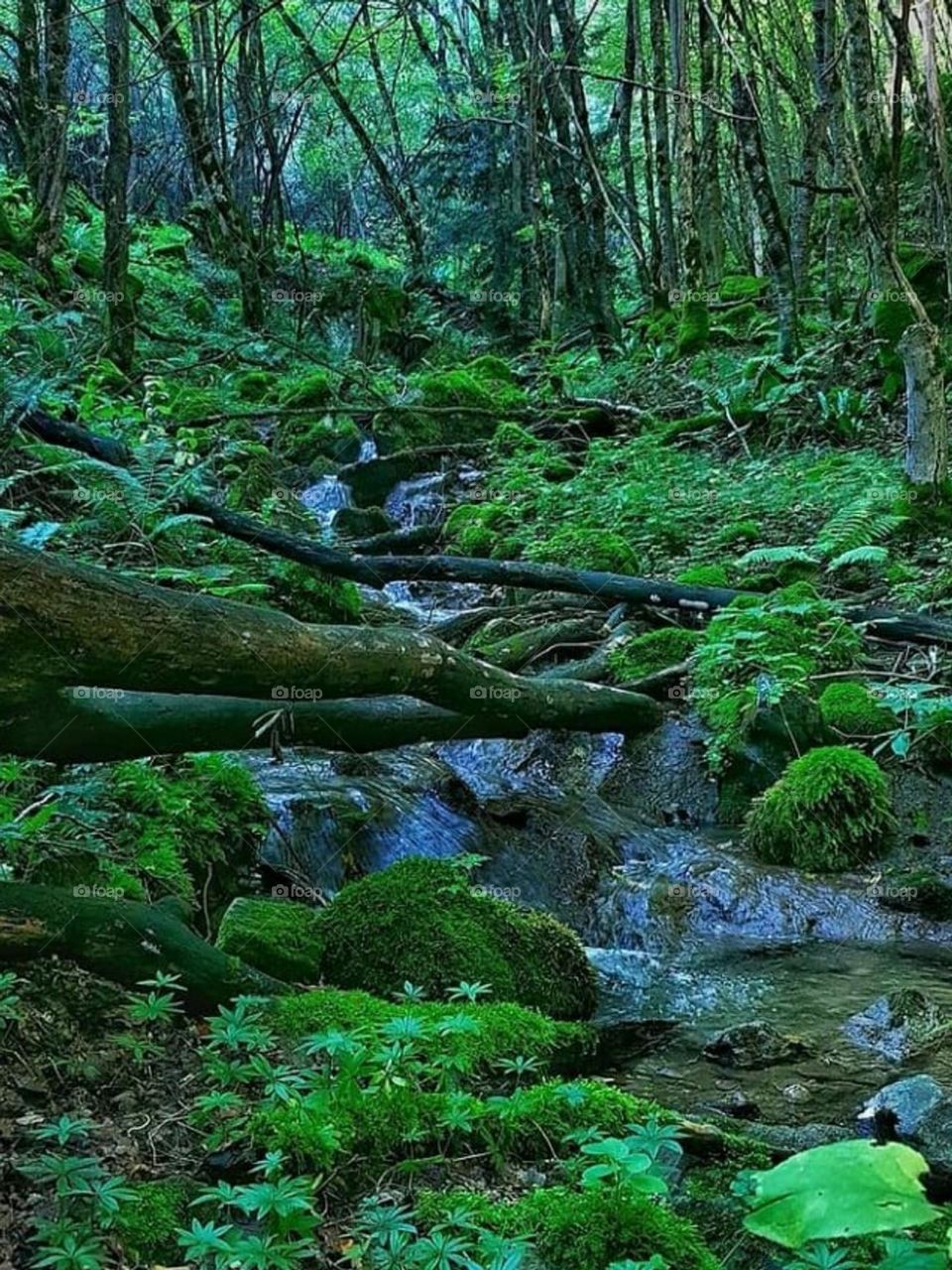 You will find creative artistic magic in this beautiful green forest. What a beautiful feeling to get lost in this forest and don't want to come back...