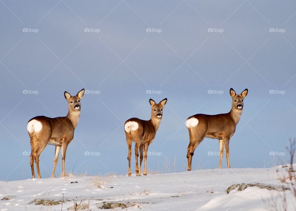 Wild deers on snow