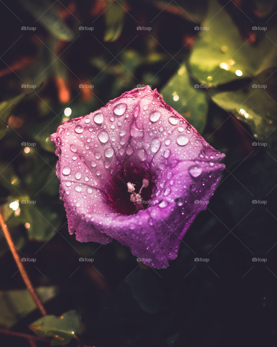 Purple Flower with Water Drops